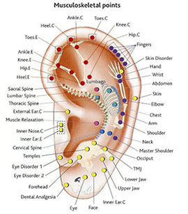 Ear Acupuncture Chart